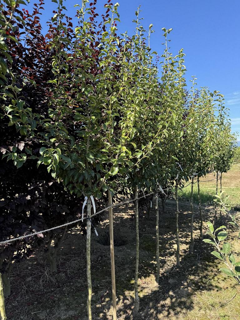 Pyrus communis 'Williams Christbirne'