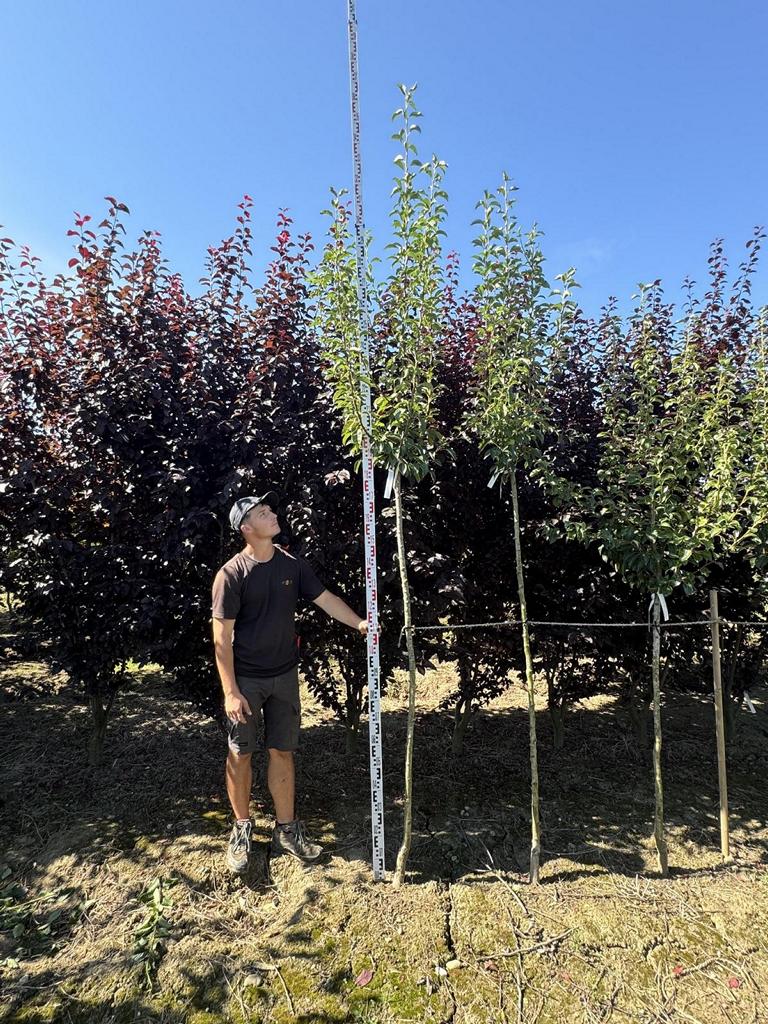 Pyrus communis 'Williams Christbirne'