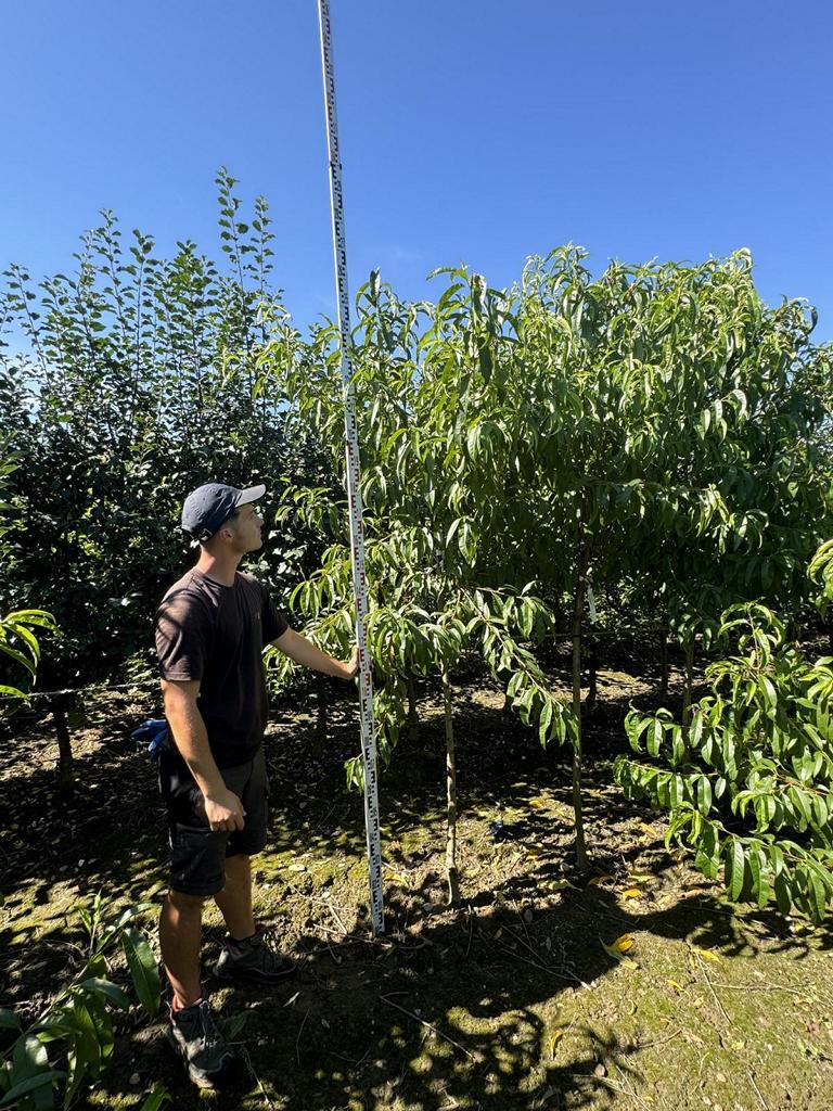 Prunus persica 'Red Haven'