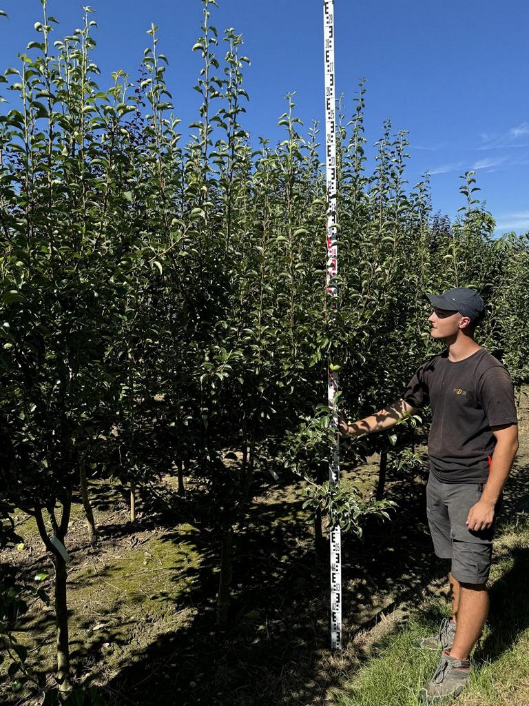 Pyrus communis 'Williams Christbirne'