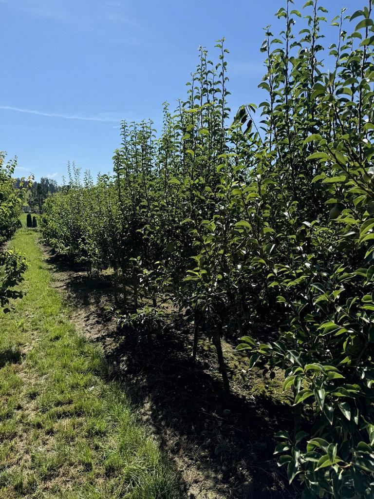 Pyrus communis 'Williams Christbirne'