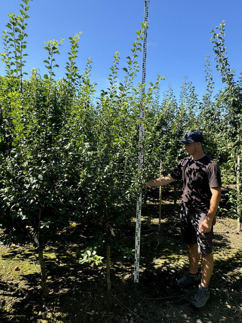 Prunus domestica 'Damassine'