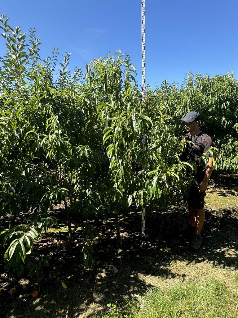 Prunus persica 'Red Haven'