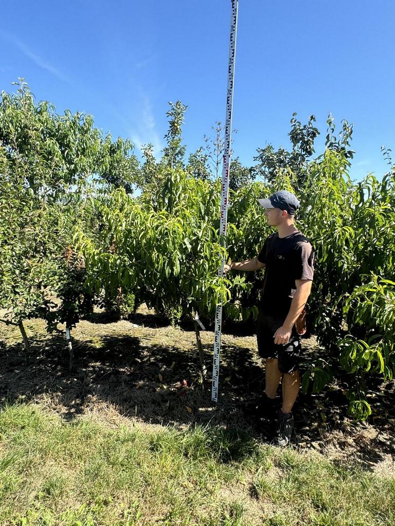 Prunus nucipersica 'Nectared 4'