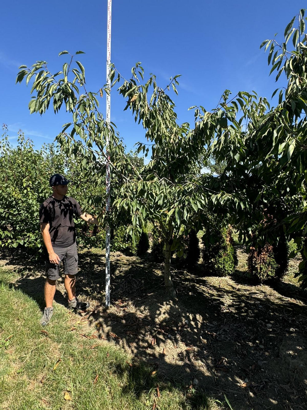 Prunus avium 'Star'