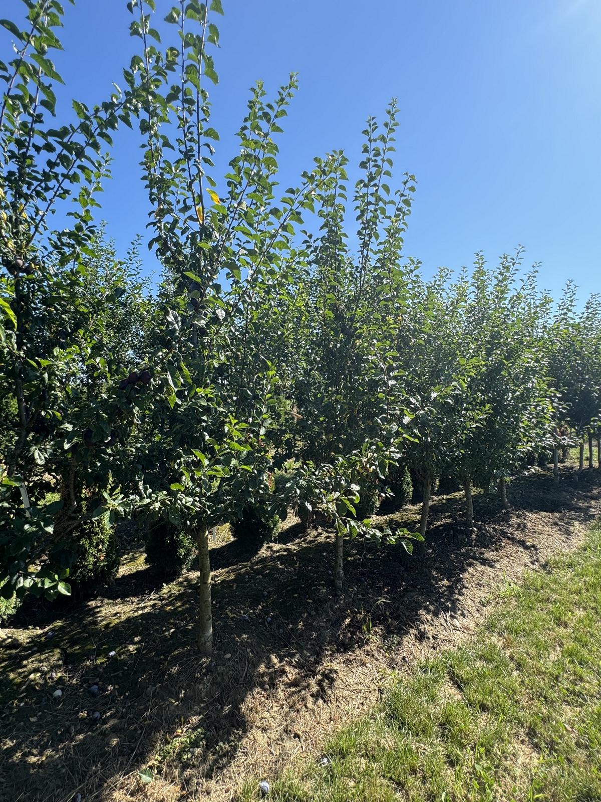 Prunus domestica 'Tegera'