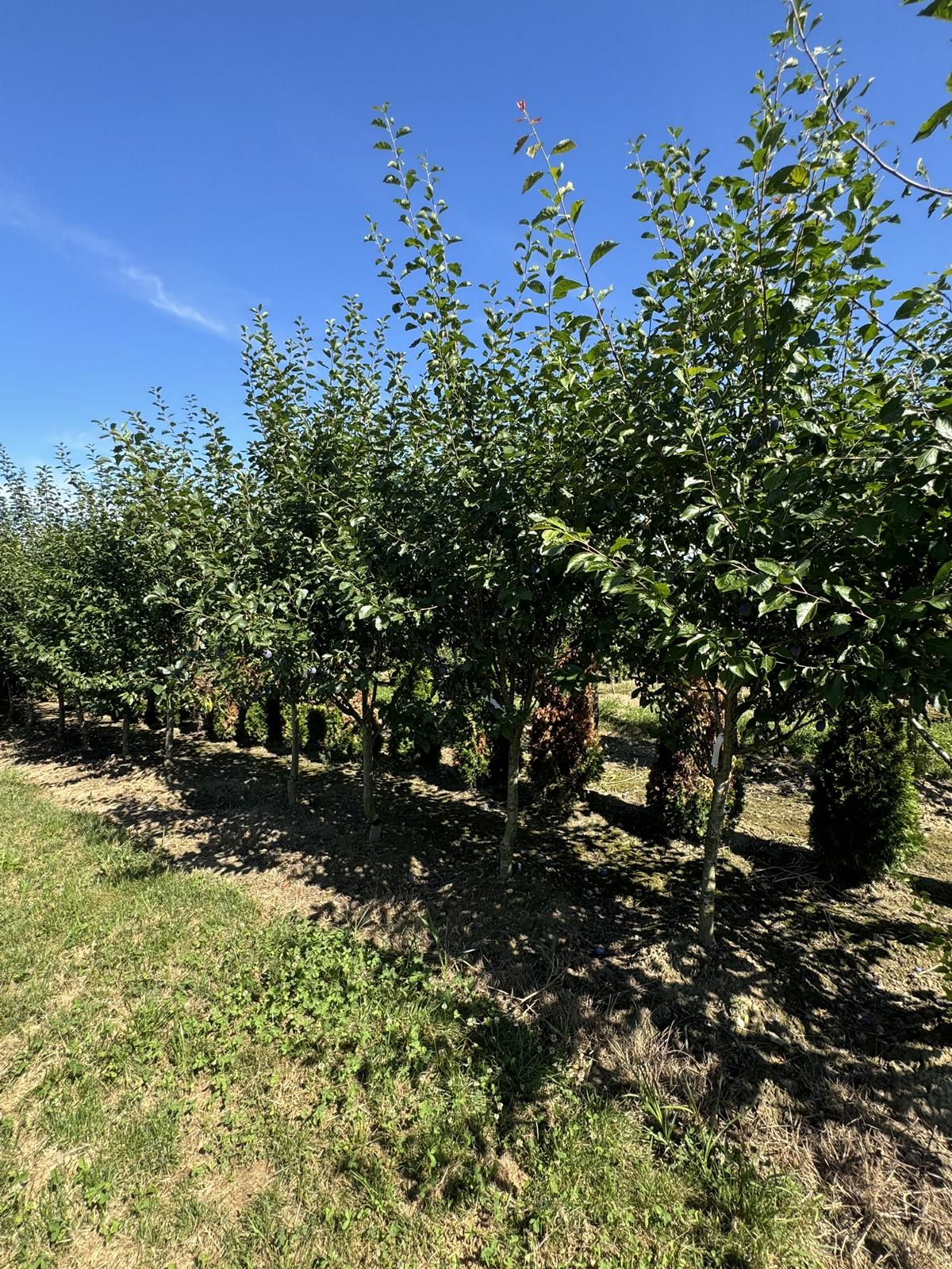 Prunus domestica 'Hanita'