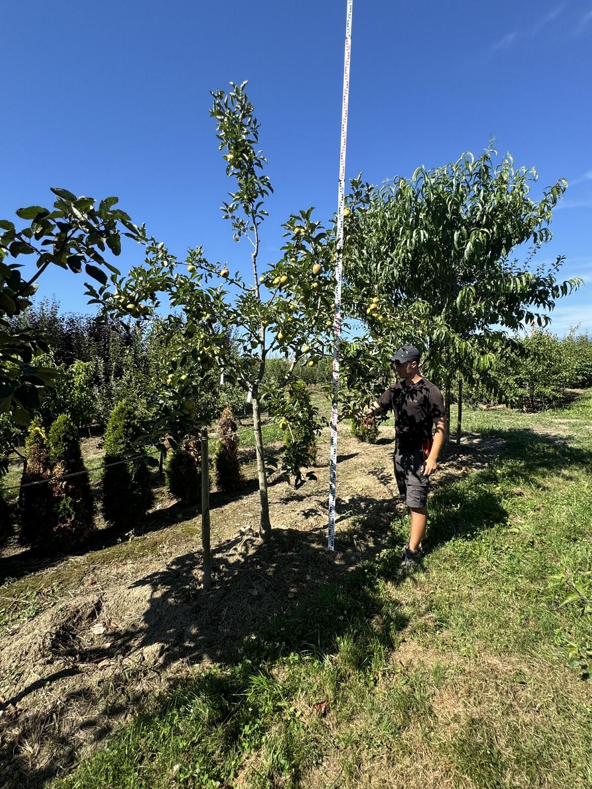 Malus domestica 'Rubinette'