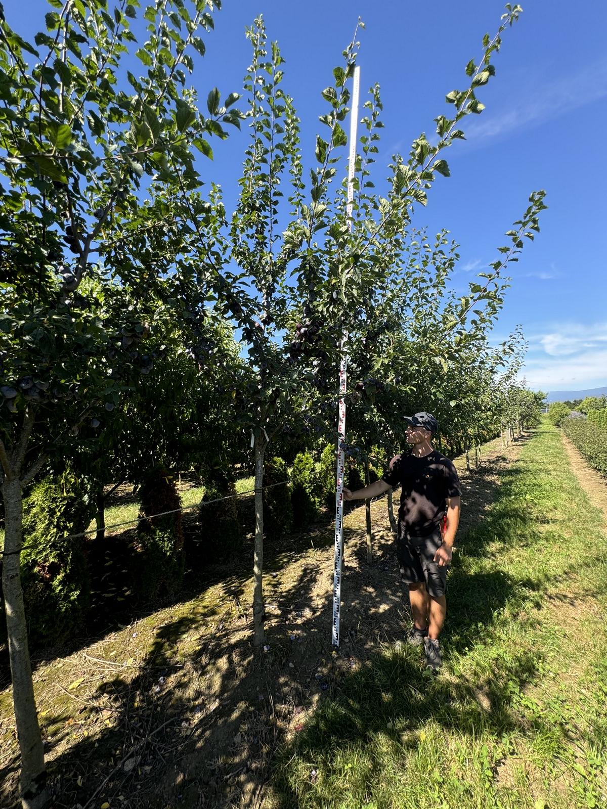 Prunus domestica 'Tegera'