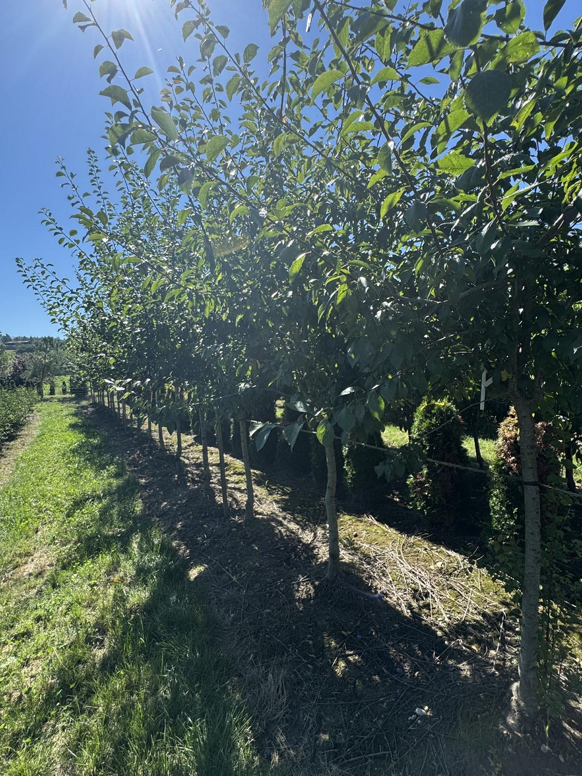 Prunus domestica 'Tegera'