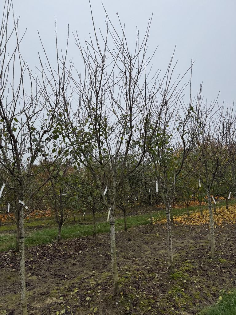 Prunus domestica 'Hanita'