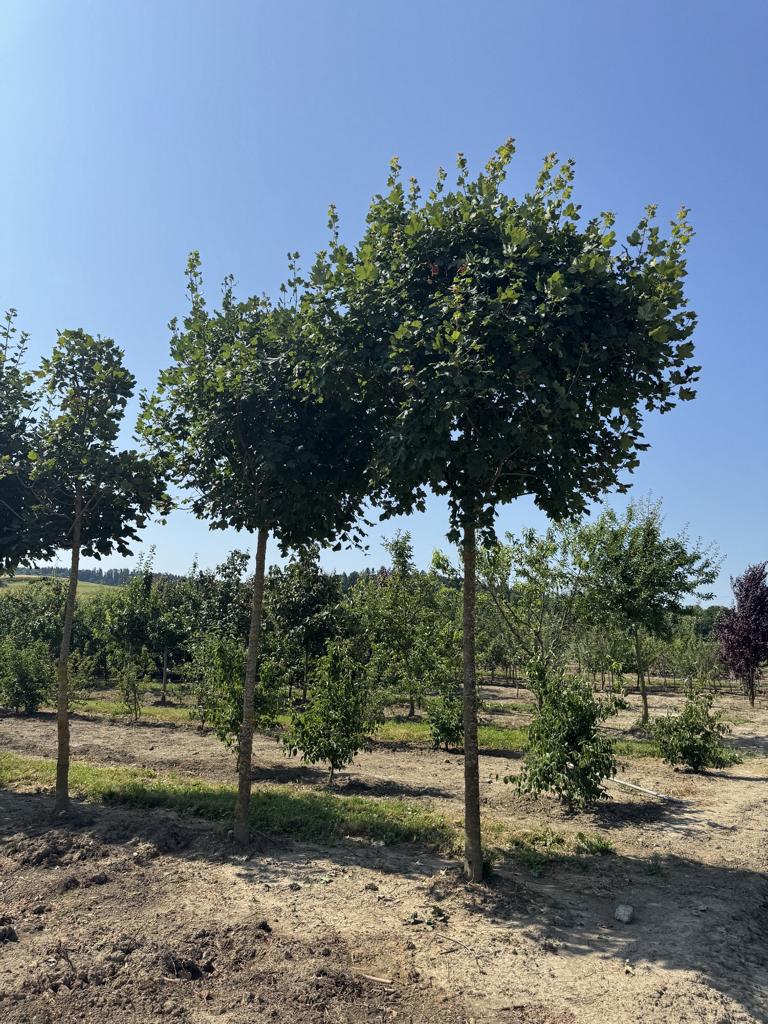 Acer opalus