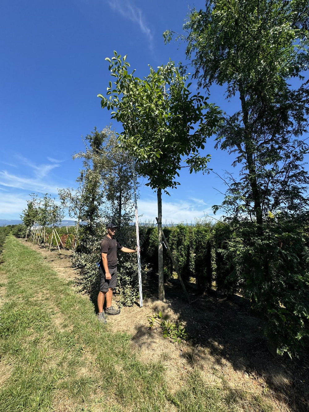 Juglans regia (Syn.Juglans r. Sämlinge)