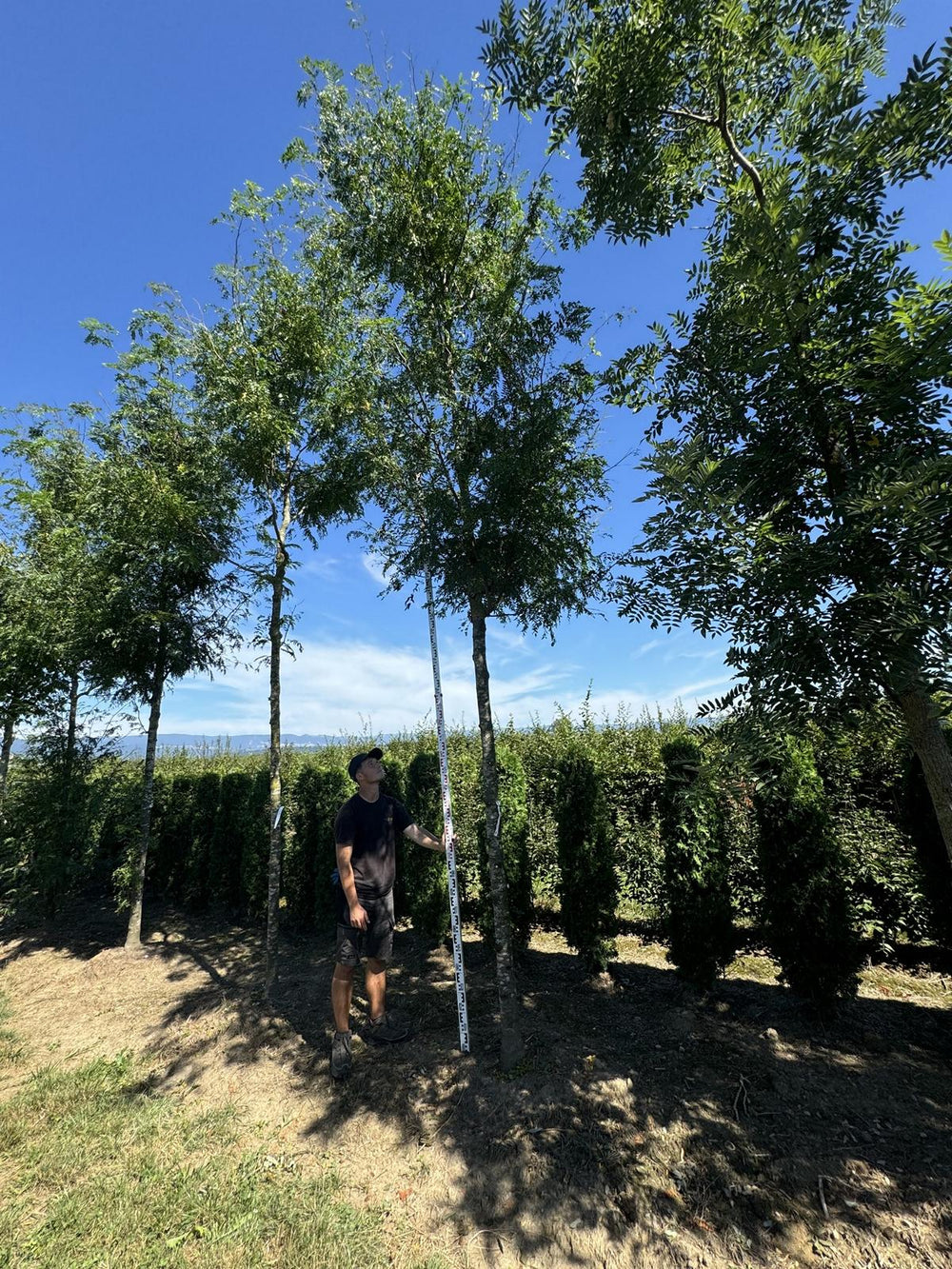 Gleditsia triacanthos 'Skyline'