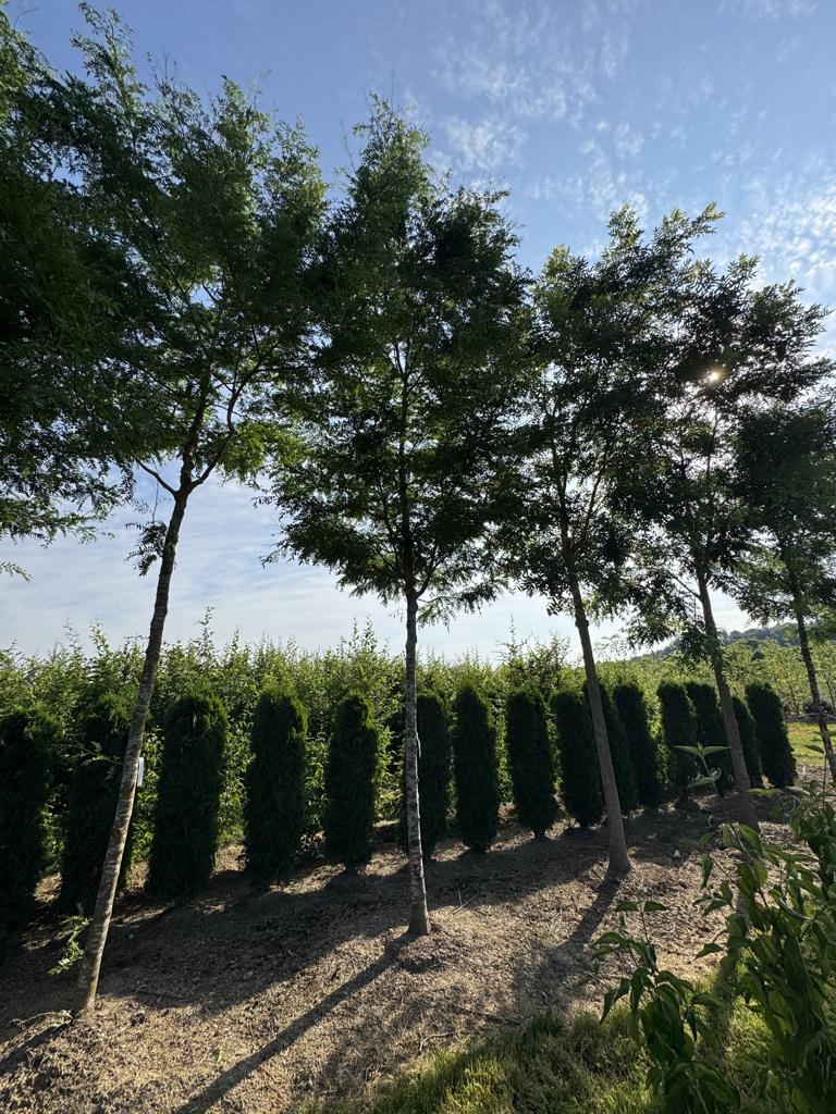 Gleditsia triacanthos 'Skyline'