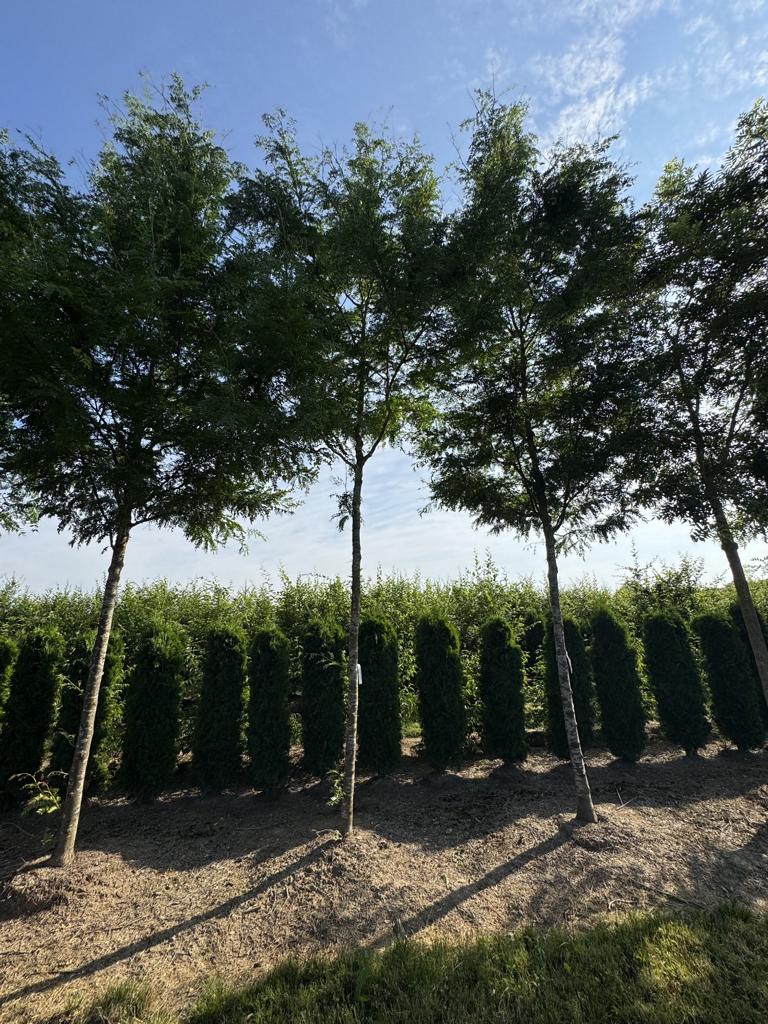 Gleditsia triacanthos 'Skyline'