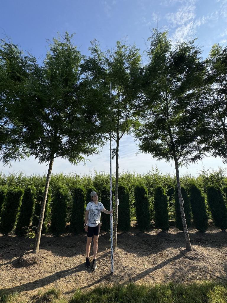 Gleditsia triacanthos 'Skyline'