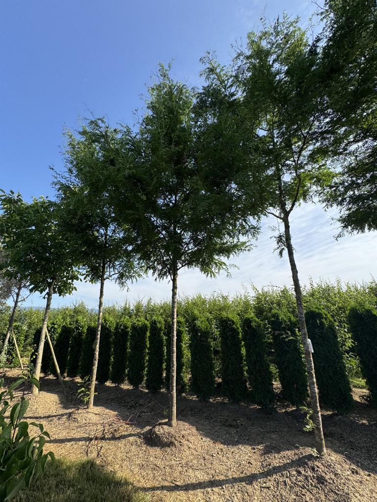 Gleditsia triacanthos 'Skyline'