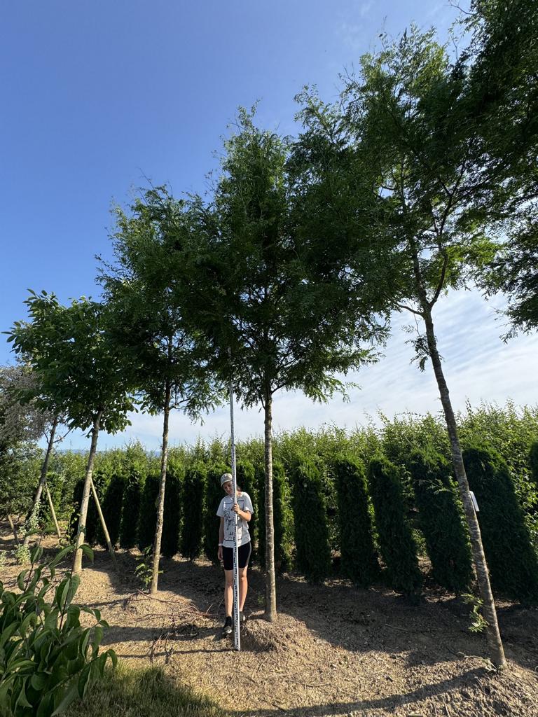 Gleditsia triacanthos 'Skyline'
