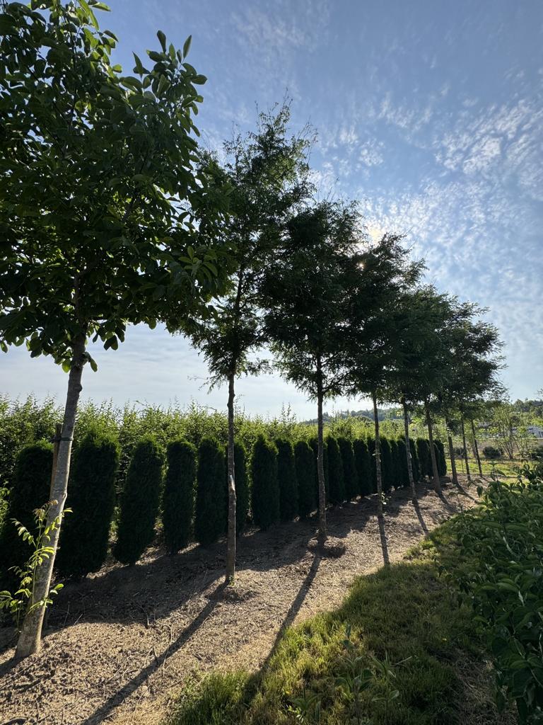 Gleditsia triacanthos 'Skyline'