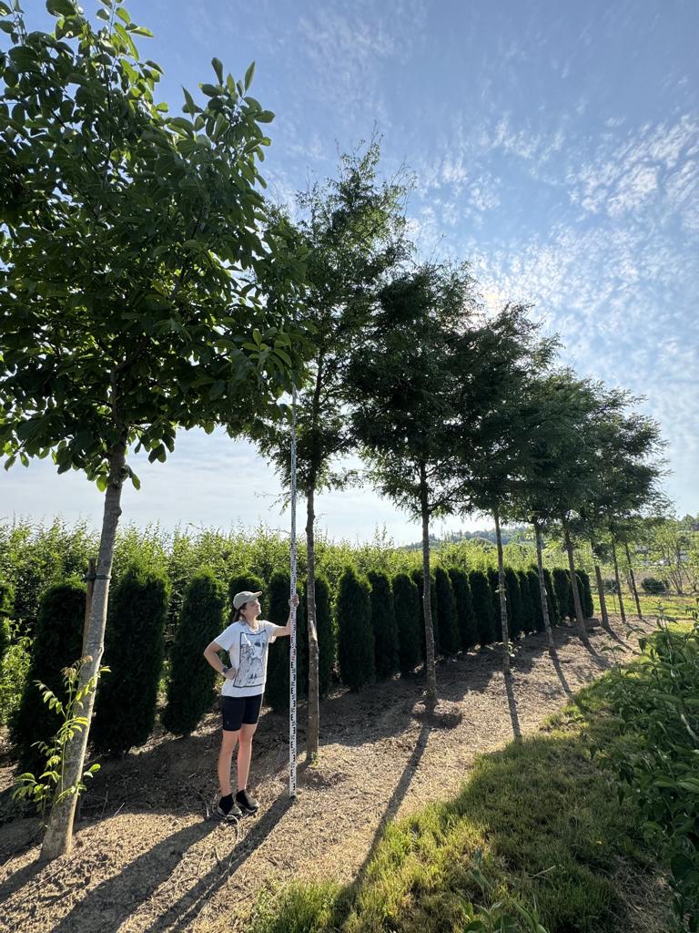Gleditsia triacanthos 'Skyline'