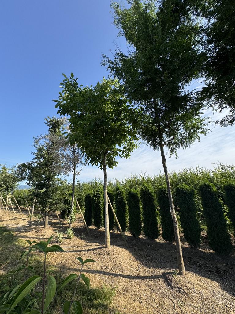 Gleditsia triacanthos 'Skyline'