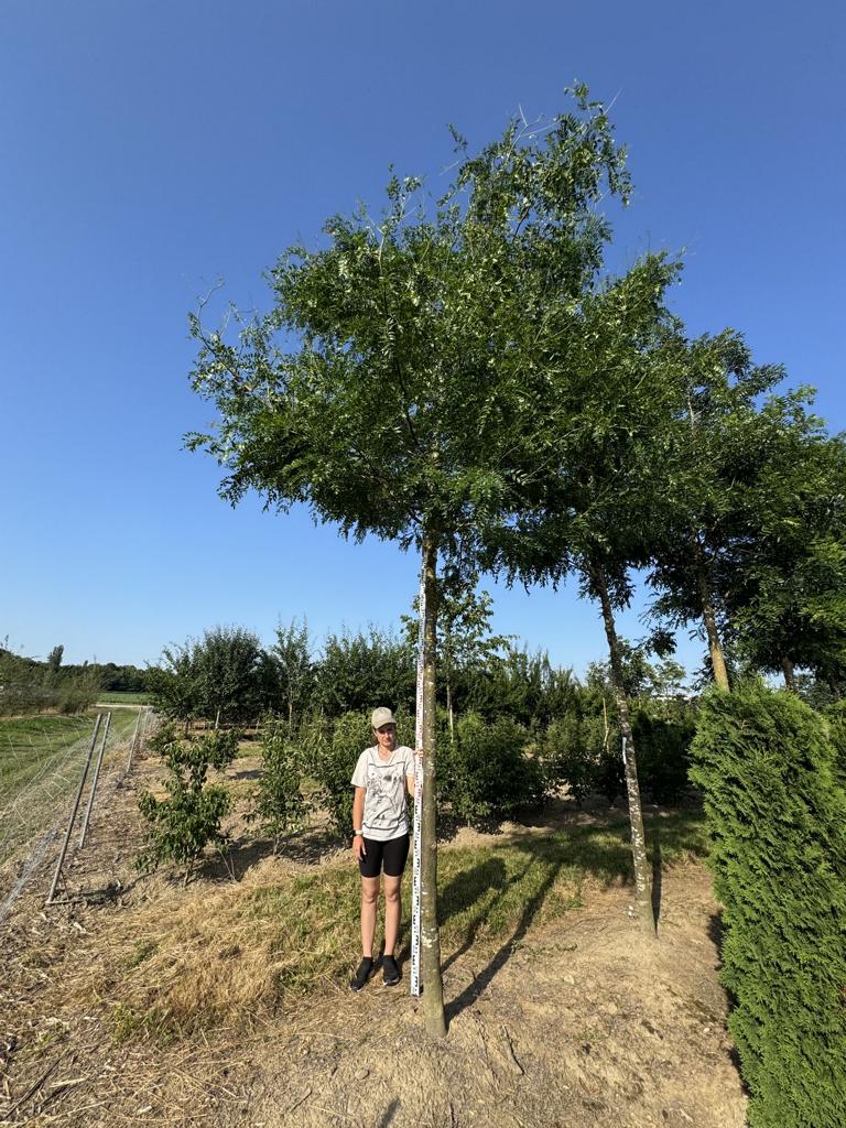 Gleditsia triacanthos 'Skyline'