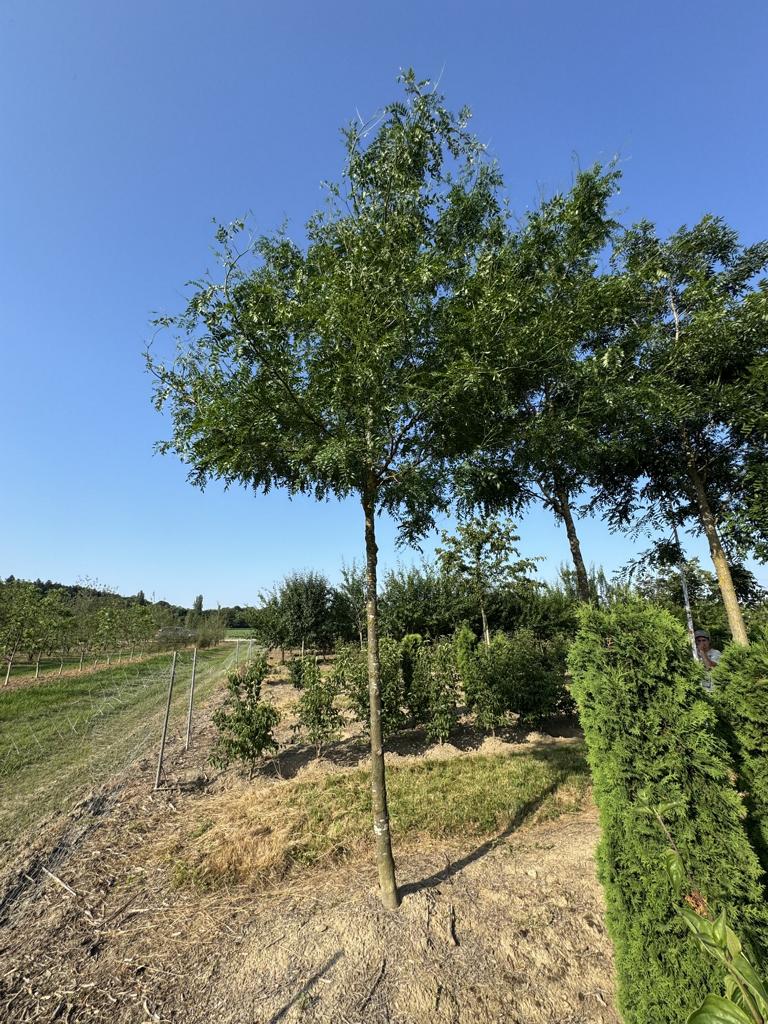 Gleditsia triacanthos 'Skyline'