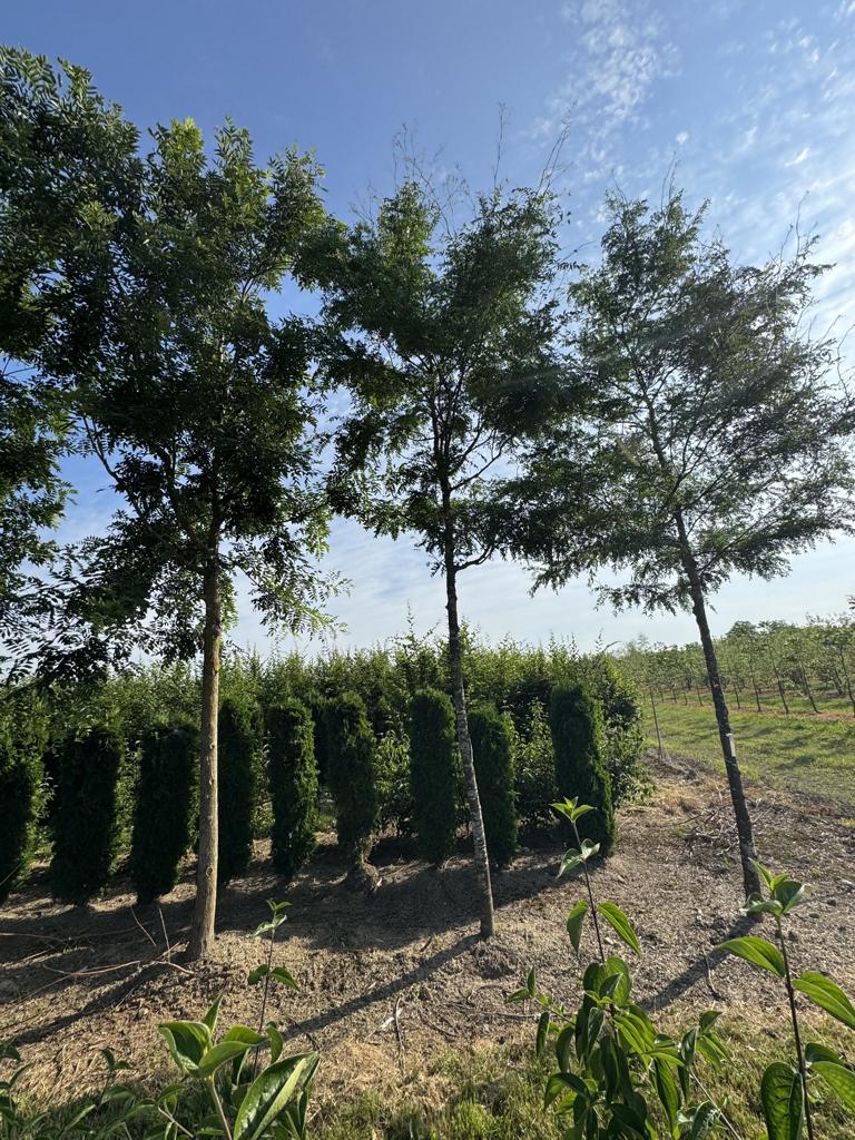 Gleditsia triacanthos 'Skyline'