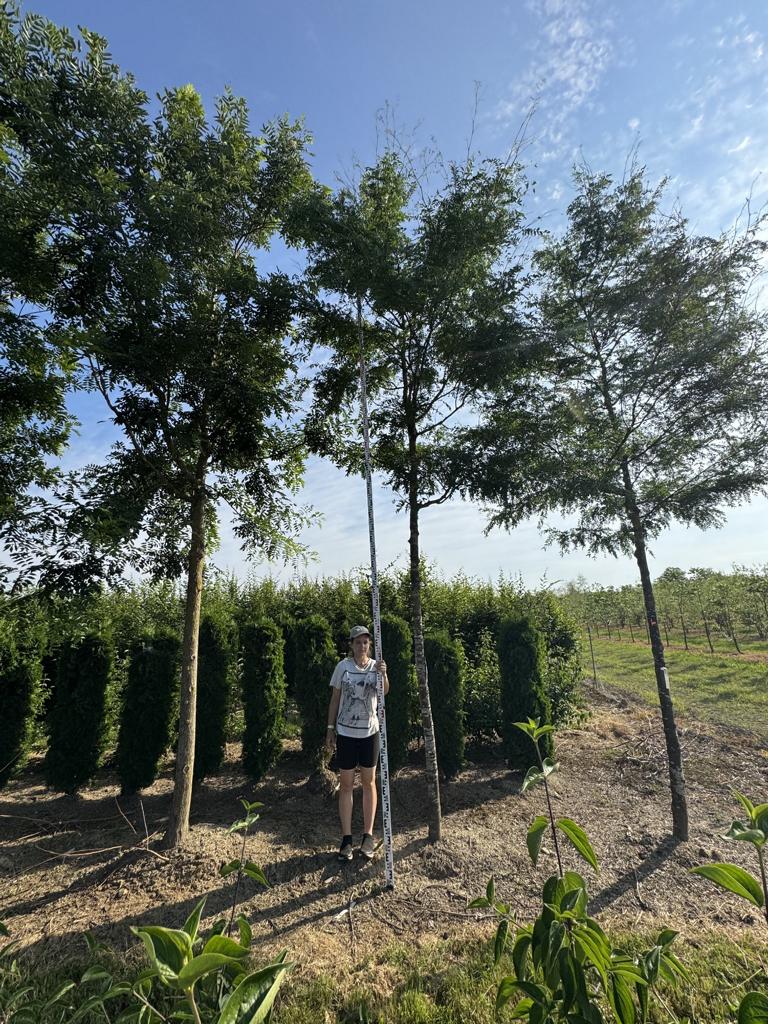 Gleditsia triacanthos 'Skyline'