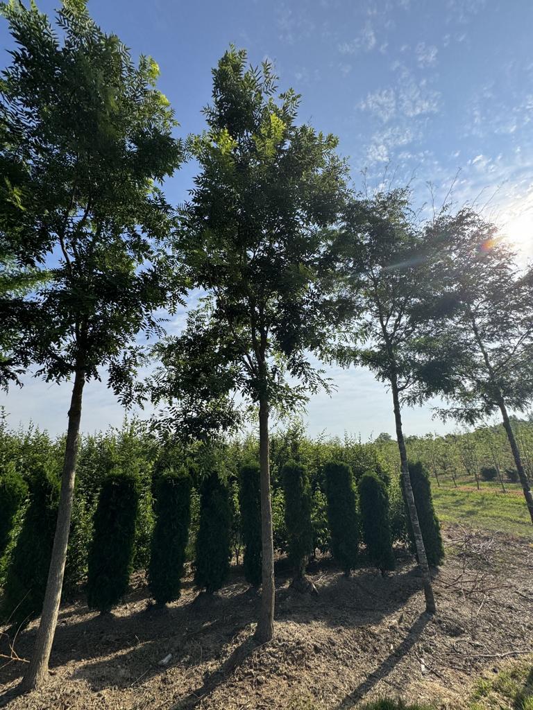 Gleditsia triacanthos 'Skyline'