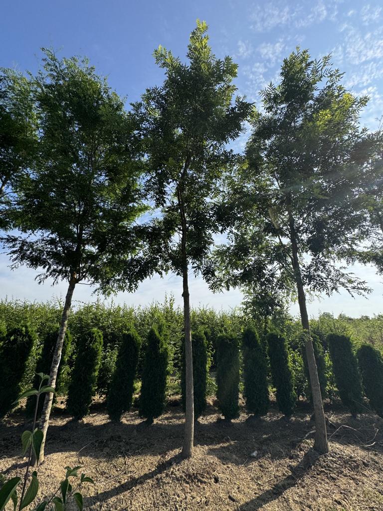 Gleditsia triacanthos 'Skyline'