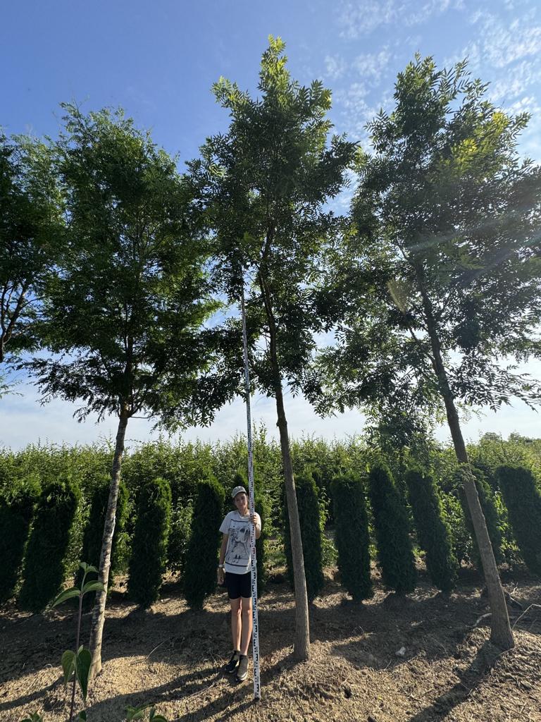 Gleditsia triacanthos 'Skyline'