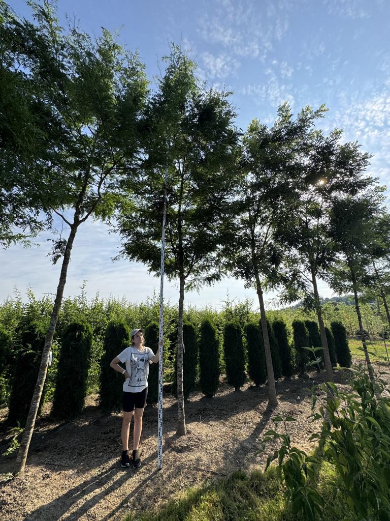 Gleditsia triacanthos 'Skyline'