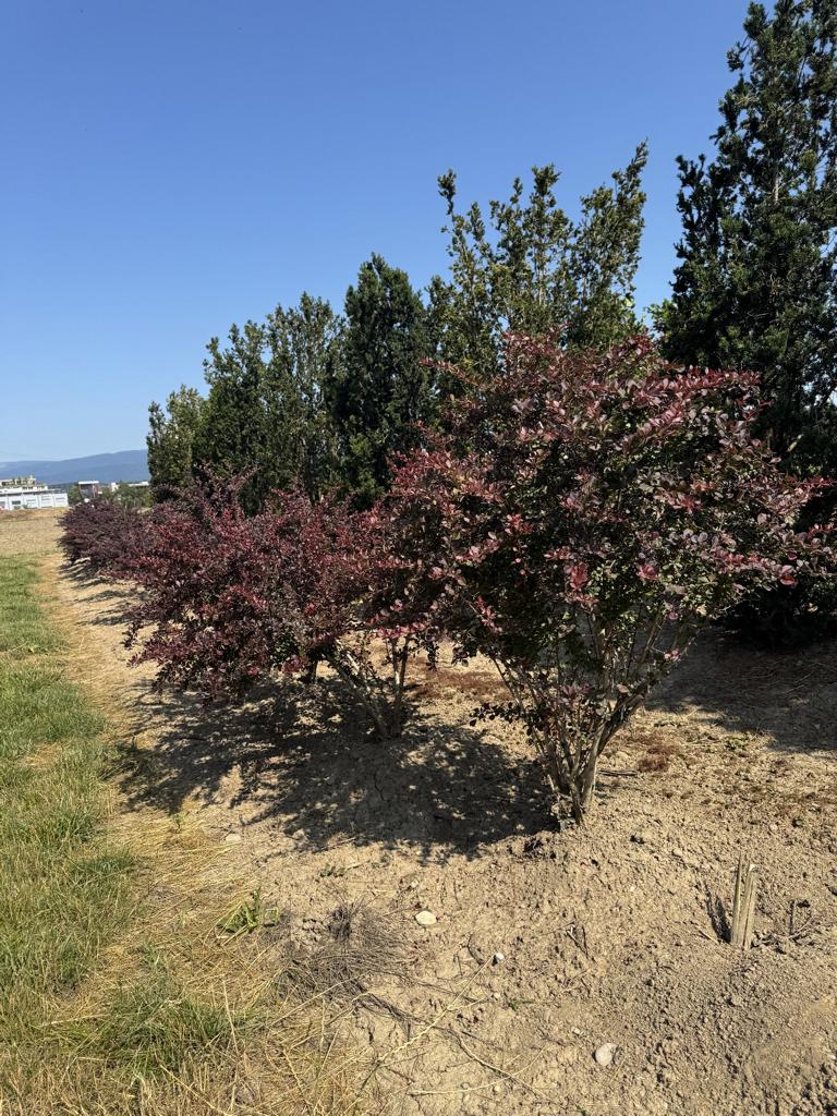 Berberis thunbergii