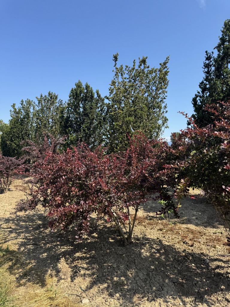 Berberis thunbergii