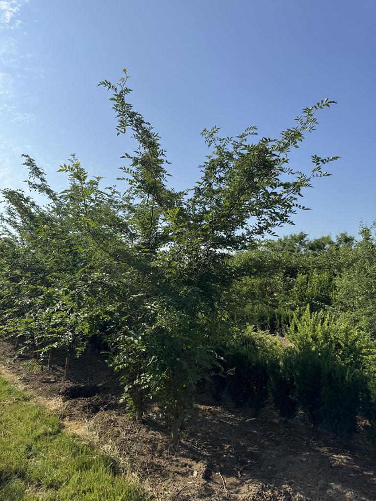 Zanthoxylum simulans