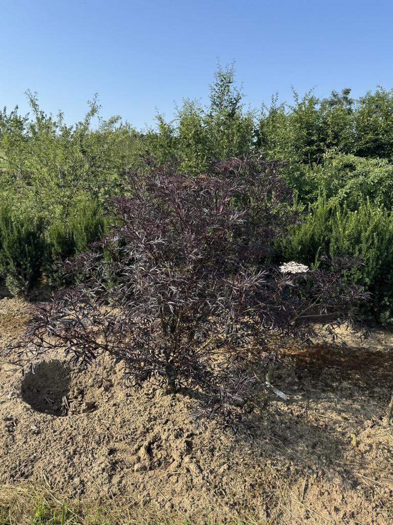 Sambucus nigra 'Black Lace'