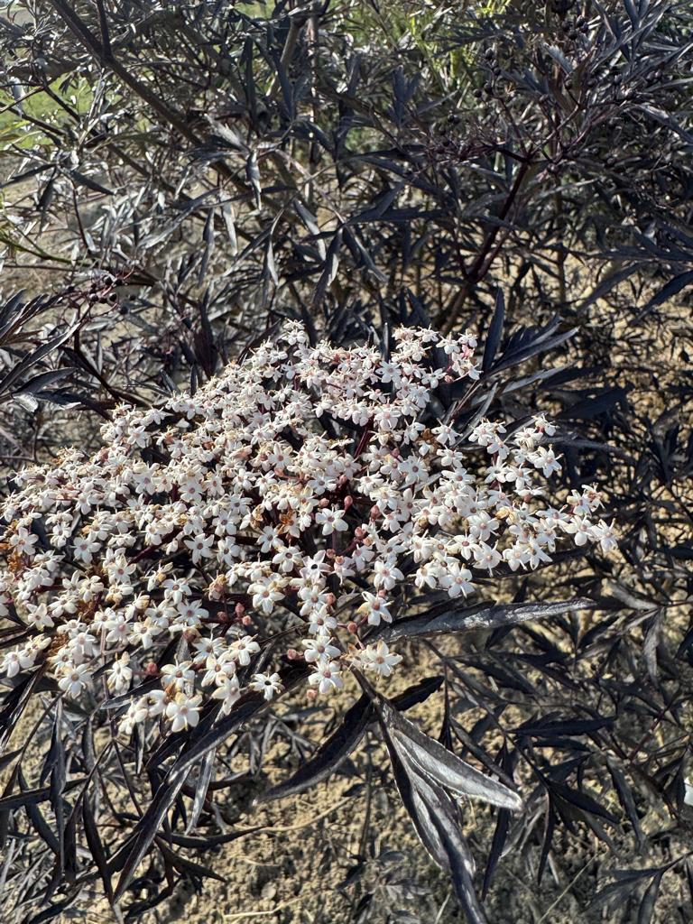 Sambucus nigra 'Black Lace'
