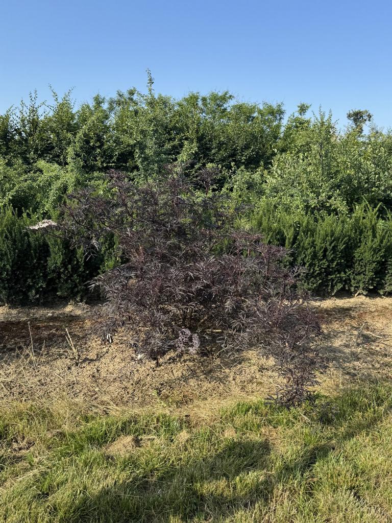 Sambucus nigra 'Black Lace'