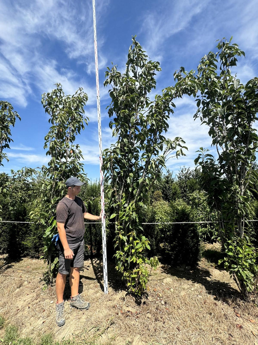 Prunus serrulata 'Amanogawa'