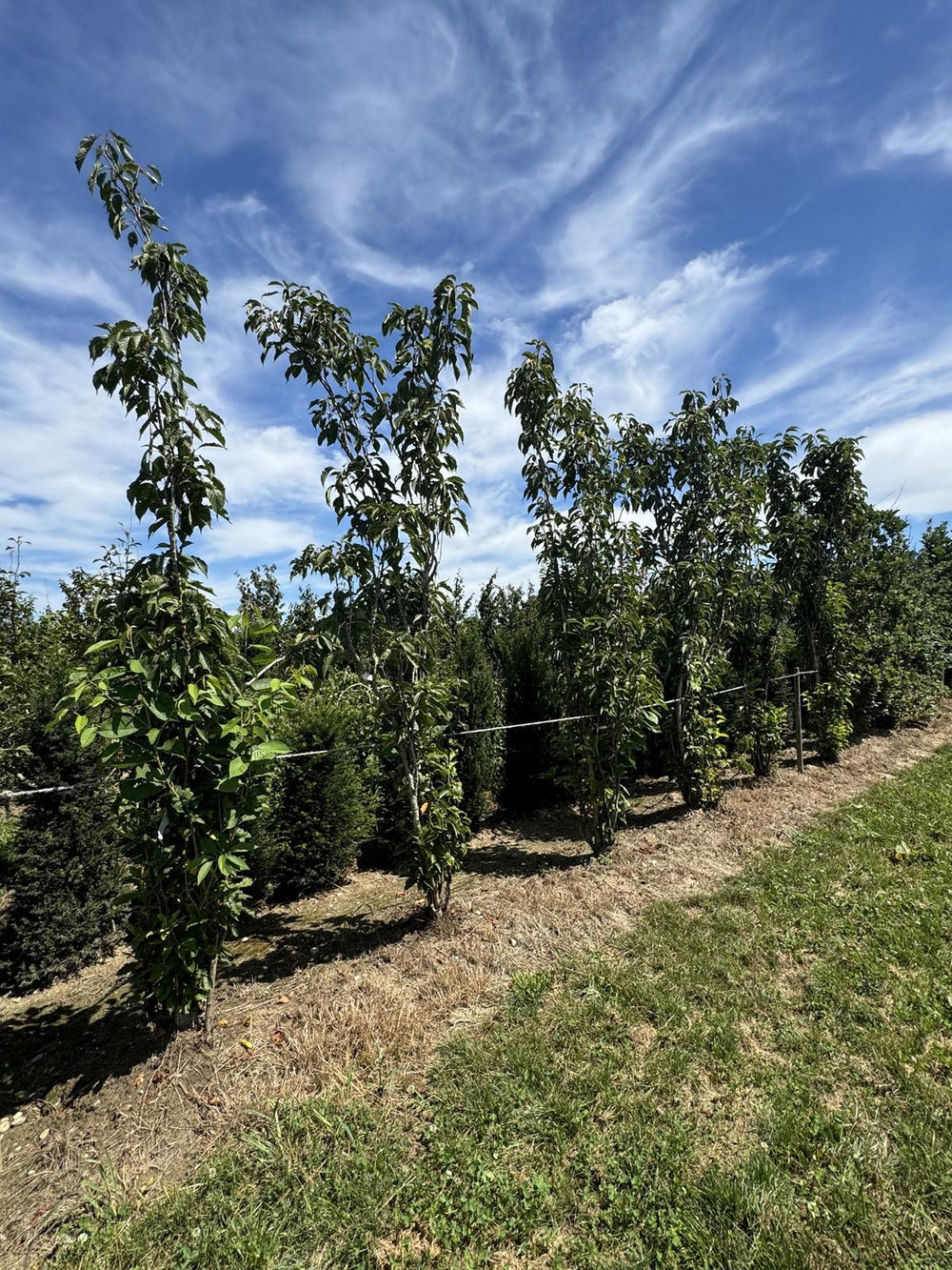 Prunus serrulata 'Amanogawa'