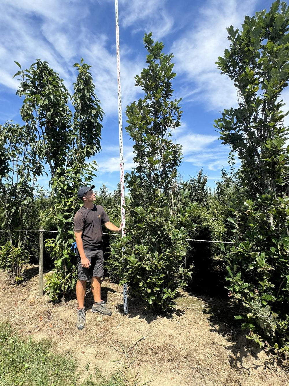 Quercus warei 'Regal Prince'