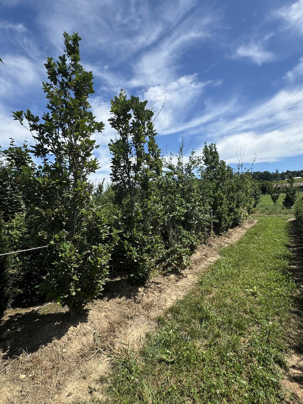 Quercus warei 'Regal Prince'