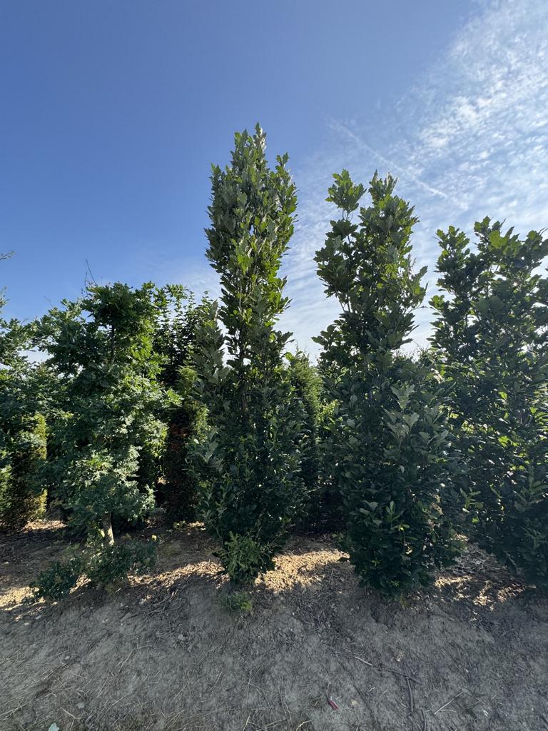 Quercus warei 'Regal Prince'