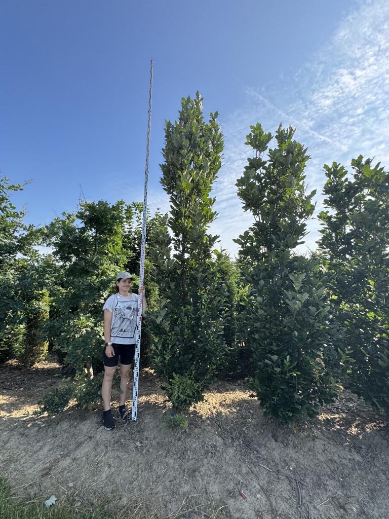 Quercus warei 'Regal Prince'