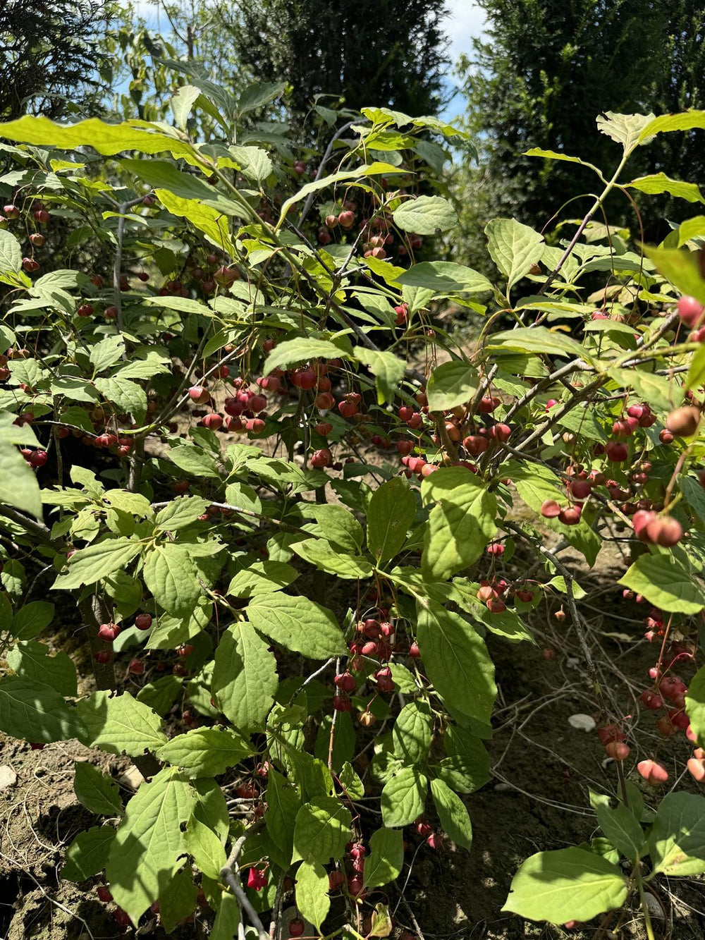 Euonymus planipes