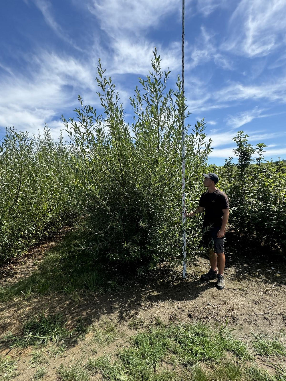 Salix alba