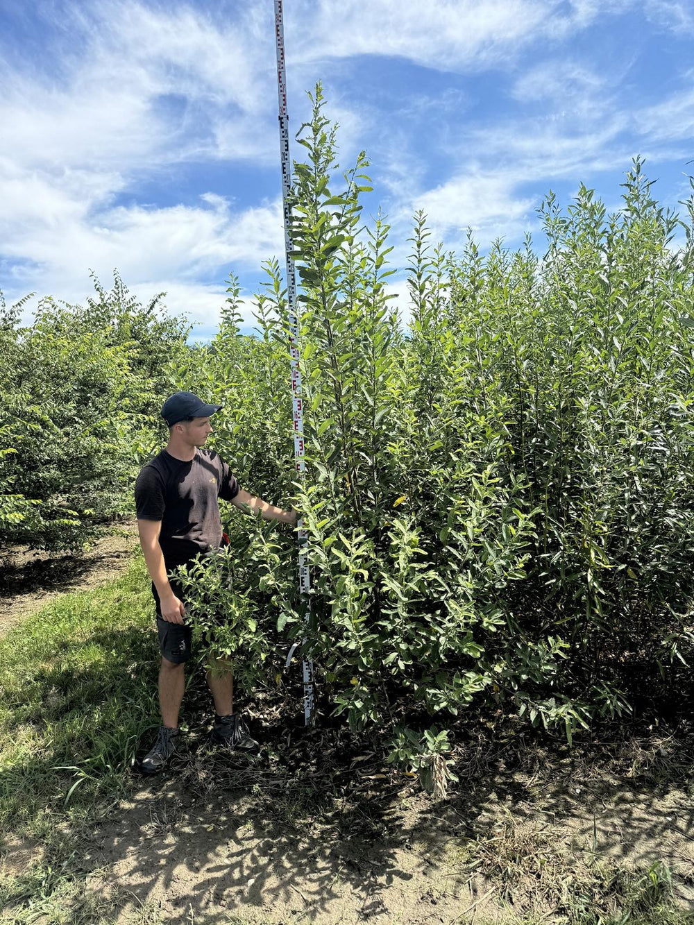 Salix caprea