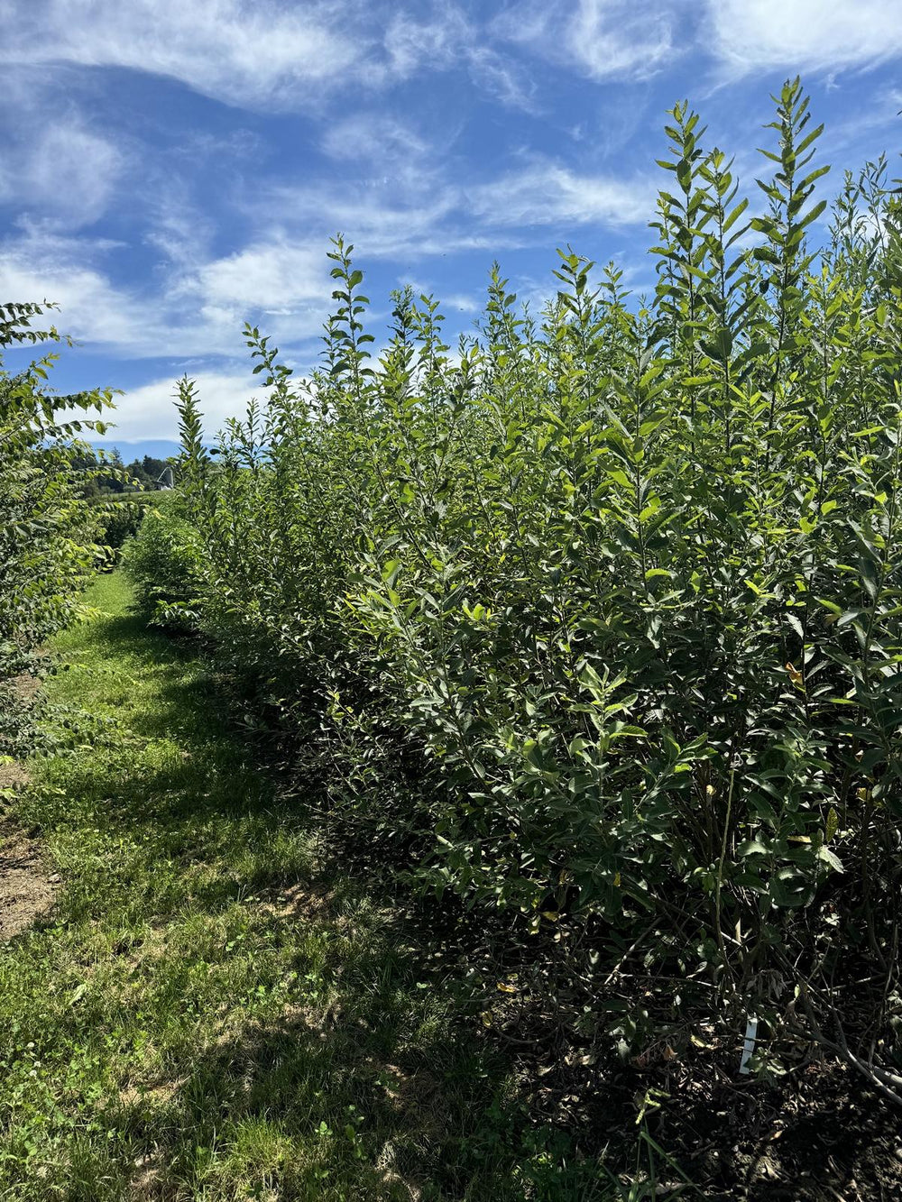 Salix caprea